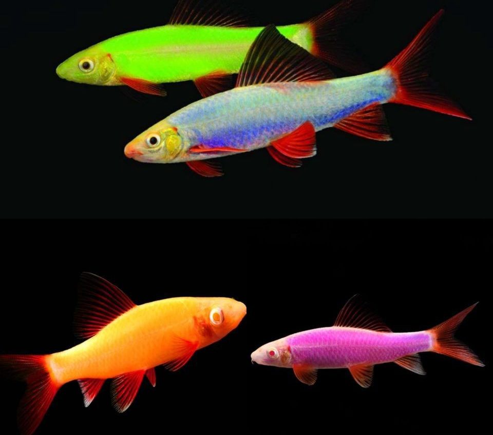 labeo-frenatus-glofish-labeo-frenatus-glofish
