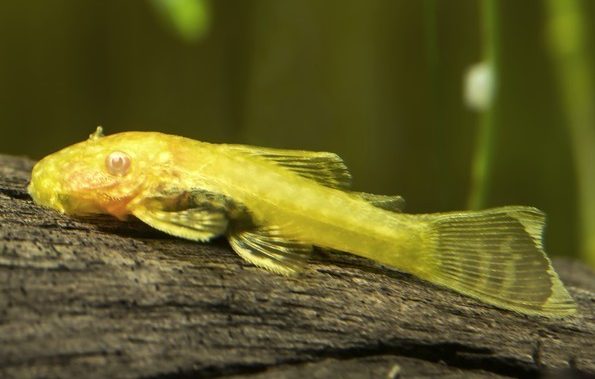 anczystrus-zvychajnyj-albinos-abo-zolotyj-ancistrus-dolichopterus-var-albino anczystrus-zvychajnyj-albinos-abo-zolotyj-ancistrus-dolichopterus-var-albino