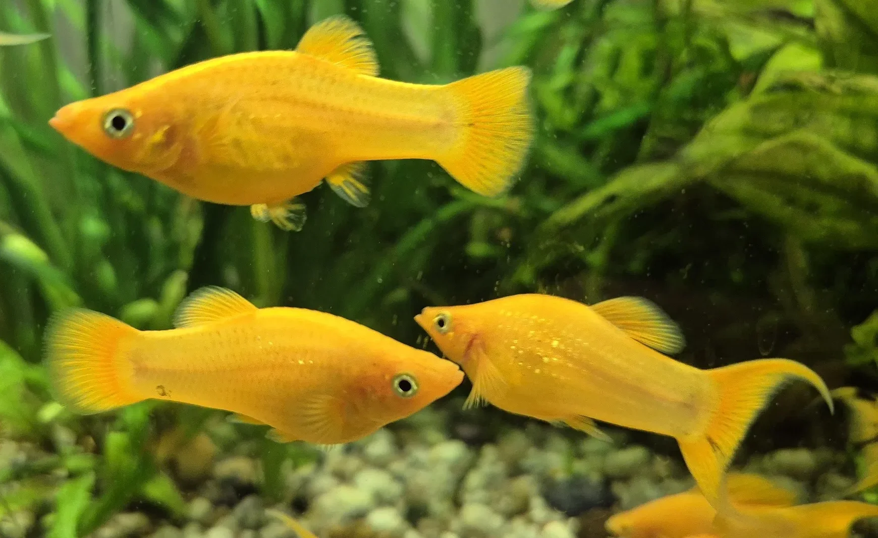 molineziya-zhovta-gold-molly