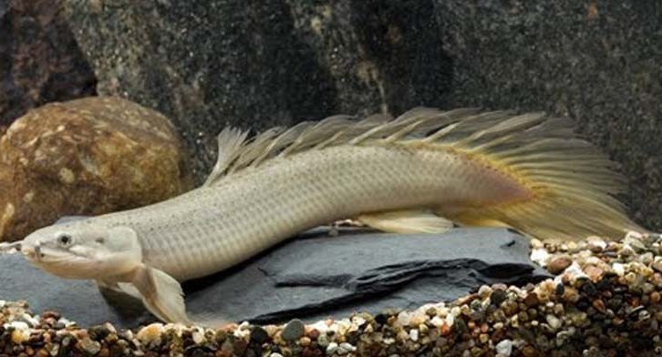 polipterus-senegalskij-polipterus-senegalskyj-polypterus-senegalus polipterus-senegalskij-polipterus-senegalskyj-polypterus-senegalus