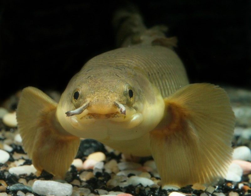 polipterus-senegalskij-polipterus-senegalskyj-polypterus-senegalus polipterus-senegalskij-polipterus-senegalskyj-polypterus-senegalus