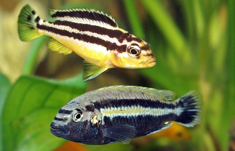 melanohromis-auratus-zolotoj