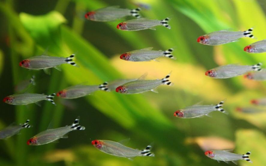 rodostomus-abo-chervononosa-tetra-hemigrammus-rhodostomus rodostomus-abo-chervononosa-tetra-hemigrammus-rhodostomus