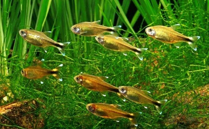 tetra-midna-abo-hasemaniya-hasemania-nana tetra-midna-abo-hasemaniya-hasemania-nana