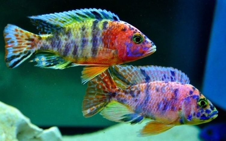 aulonokara-multykolor-aulonocara-sp-multicolor