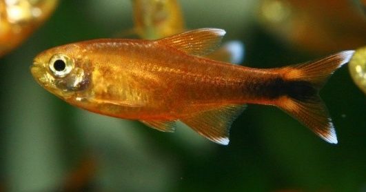 tetra-midna-abo-hasemaniya-hasemania-nana tetra-midna-abo-hasemaniya-hasemania-nana