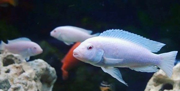 psevdotrofeus-pindani-sokolofa-albinos-ili-belyj-princz