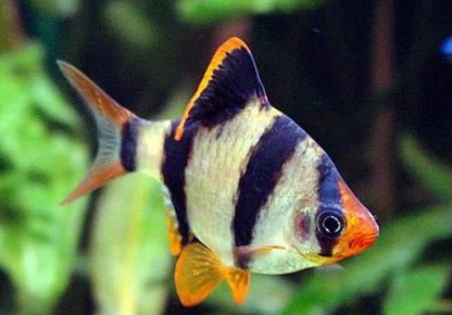 barbus-sumatranskyj-puntigrus-tetrazona-balon barbus-sumatranskyj-puntigrus-tetrazona-balon