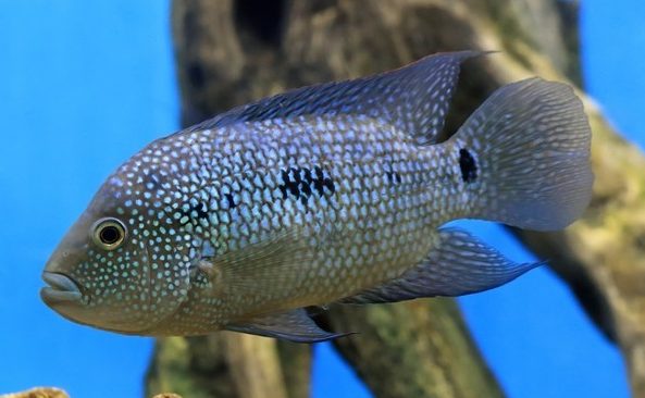czyhlazoma-bryllyantovaya-herichthys-cyanoguttatus czyhlazoma-bryllyantovaya-herichthys-cyanoguttatus