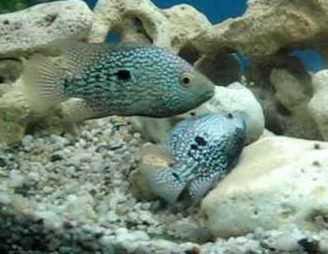 czyhlazoma-bryllyantovaya-herichthys-cyanoguttatus czyhlazoma-bryllyantovaya-herichthys-cyanoguttatus