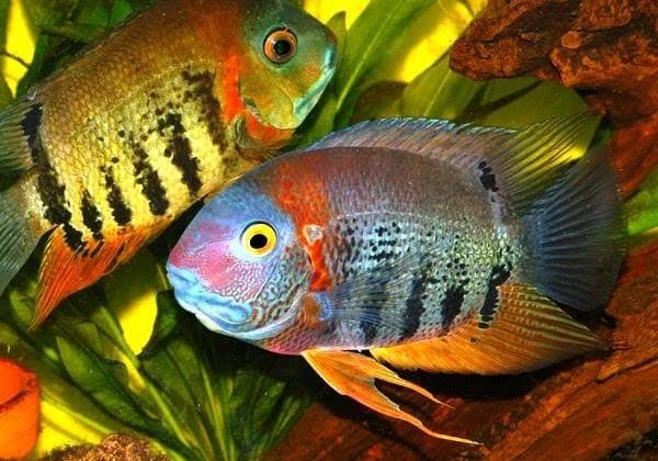 czyhlazoma-severum-chervonoplechyj-heros-efasciatus-var-rotkeil