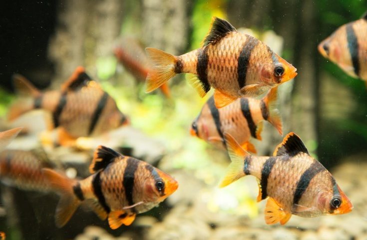 barbus-sumatranskyj-puntigrus-tetrazona-balon barbus-sumatranskyj-puntigrus-tetrazona-balon