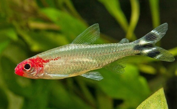 rodostomus-abo-chervononosa-tetra-hemigrammus-rhodostomus rodostomus-abo-chervononosa-tetra-hemigrammus-rhodostomus