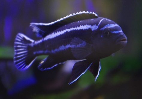 melanohromis-johani-melanoxromis-joxani melanohromis-johani-melanoxromis-joxani