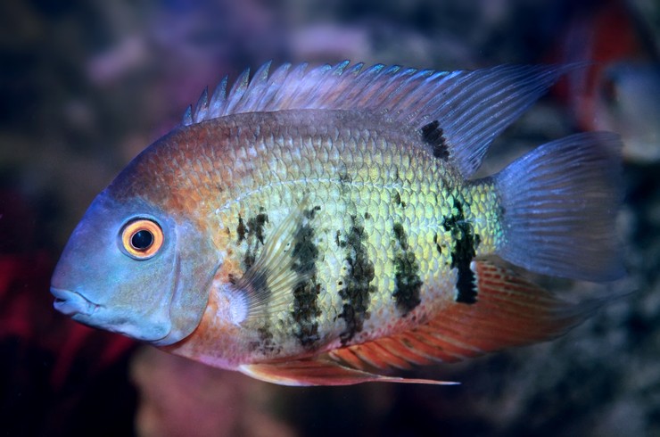 czyhlazoma-severum-chervonoplechyj-heros-efasciatus-var-rotkeil