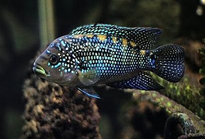 czyhlazoma-dzhek-dempsy-jack-dempsey czyhlazoma-dzhek-dempsy-jack-dempsey