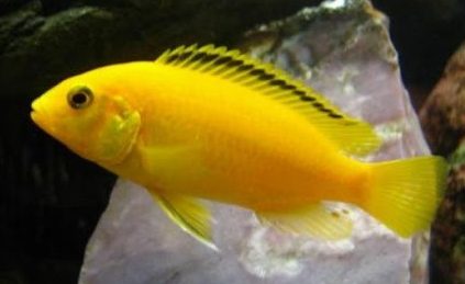 labydohromys-ellou-labidochromis-caeruleus-var-yellow labydohromys-ellou-labidochromis-caeruleus-var-yellow