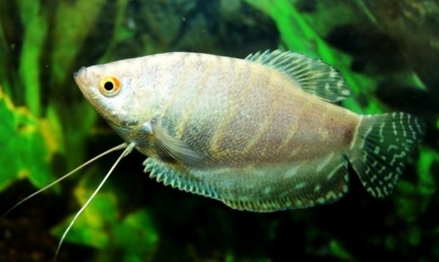 gurami-platinovyj gurami-platinovyj