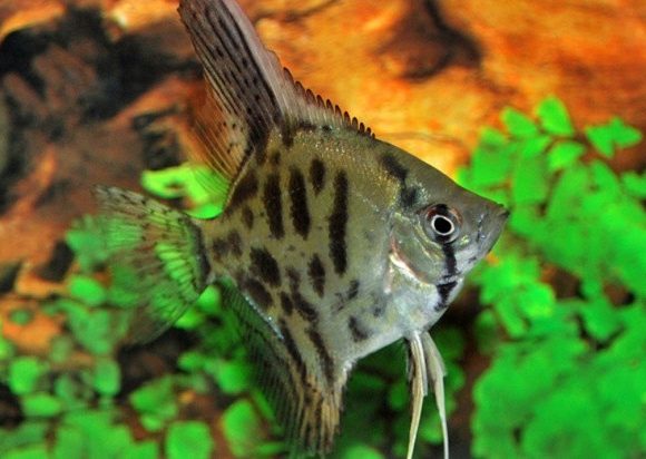 skalyariya-brilliantovaya-leopardovaya