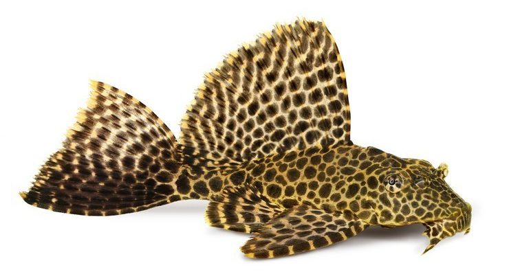 pterigopliht-parchevyj-som-pterygoplichthys-gibbiceps