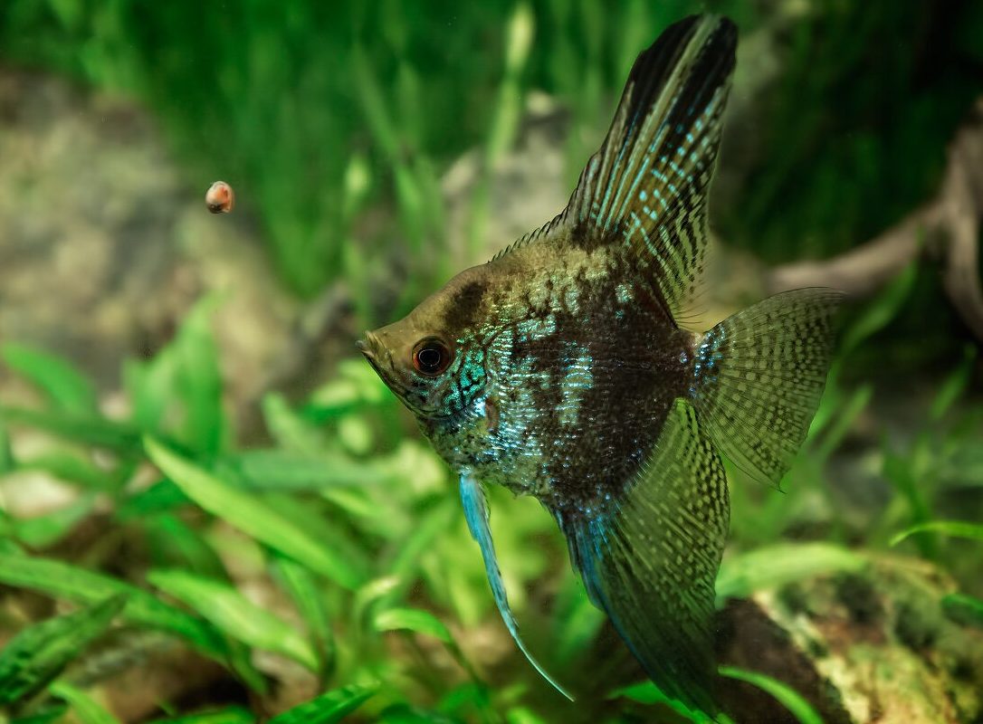 skalyariya-green-angel-pterophyllum-scalare-var