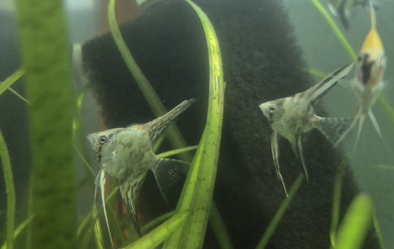 skalyariya-green-angel-pterophyllum-scalare-var