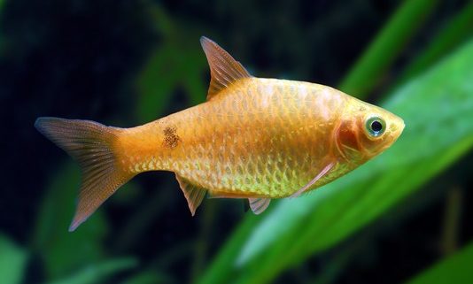 barbus-vognyanyj-puntius-conchonius-var-zolotyj