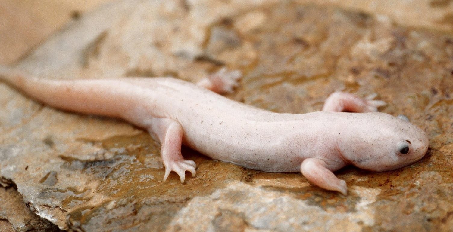 ispanskyj-tryton-lissotriton-boscai-albinos