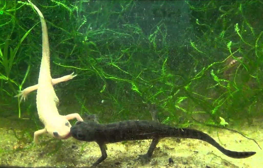 ispanskyj-tryton-lissotriton-boscai