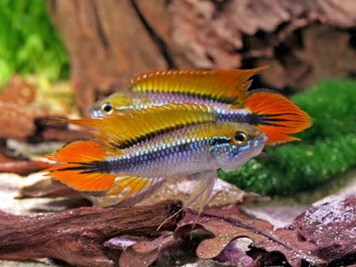 apistograma-agassicza-apistogramma-agassizii-dabl-red