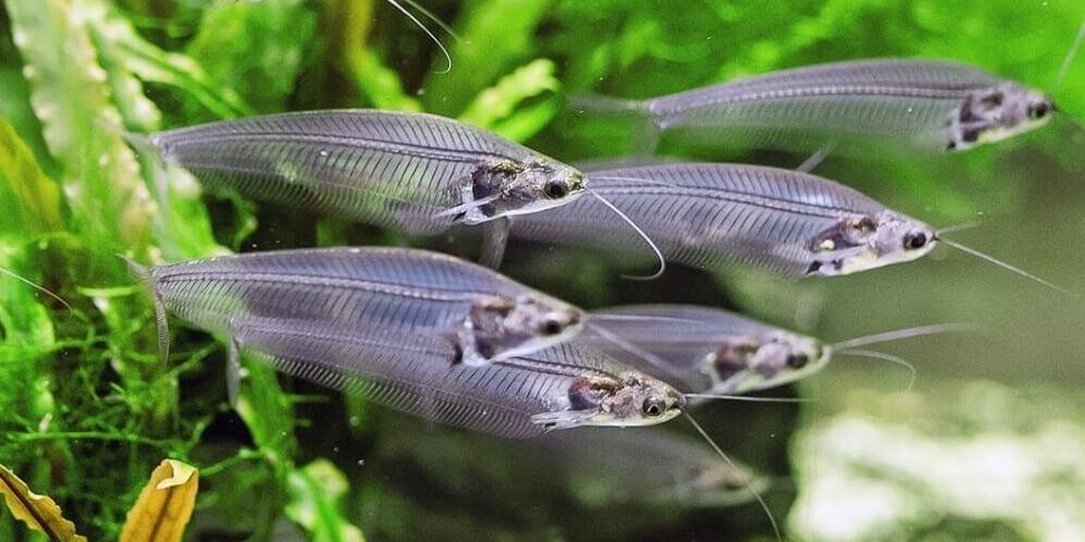 indijskyj-sklyanyj-somik-kryptopterus-vitreolus