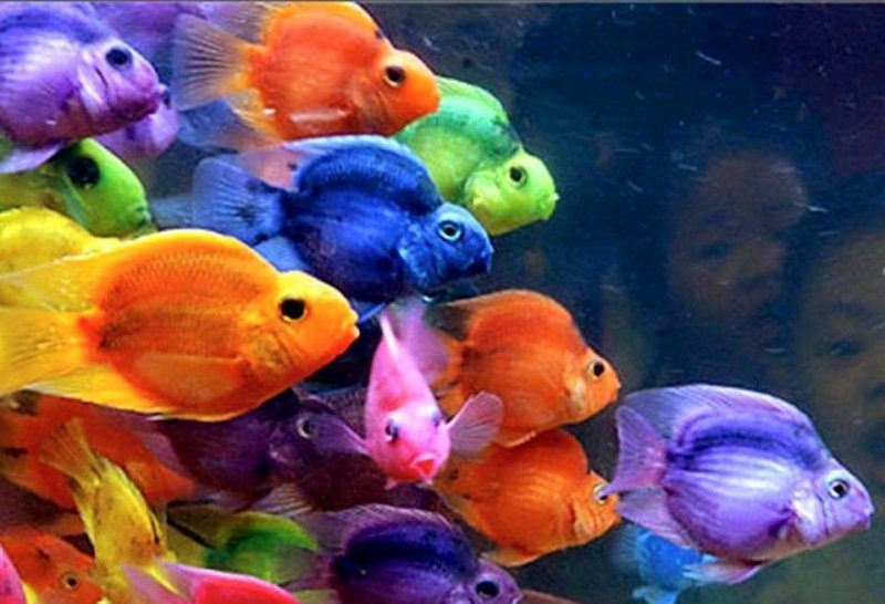 ryba-papuga-red-parrot-cichlid ryba-papuga-red-parrot-cichlid