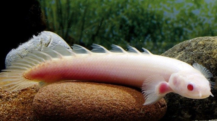 polipterus-senegalskyj-albinos-polypterus-senegalus-var-albino polipterus-senegalskyj-albinos-polypterus-senegalus-var-albino
