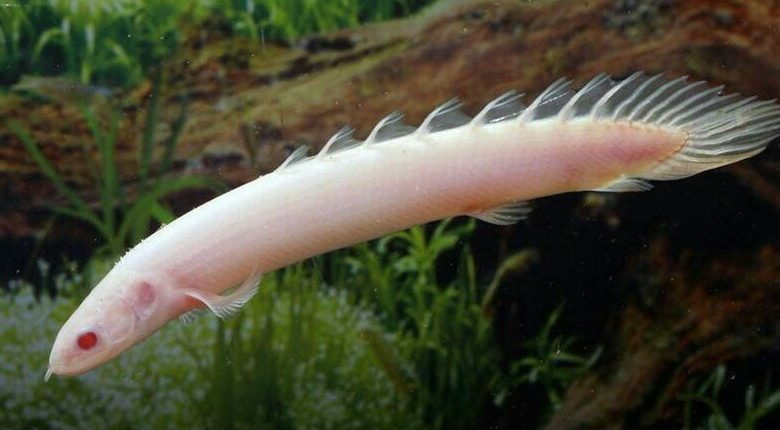 polipterus-senegalskyj-albinos-polypterus-senegalus-var-albino polipterus-senegalskyj-albinos-polypterus-senegalus-var-albino