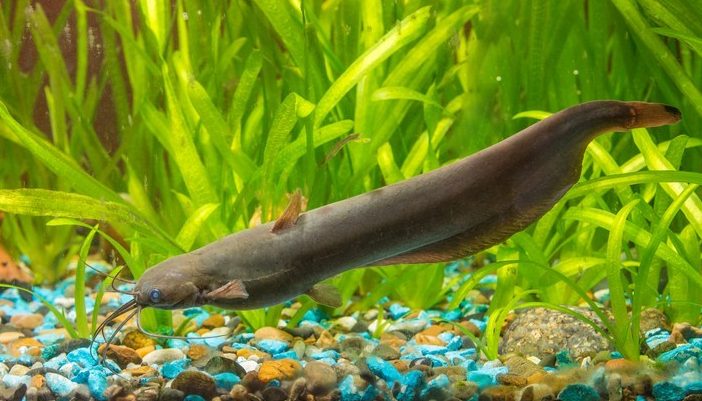 meshkozhabernyj-som-heteropneustes-fossilis