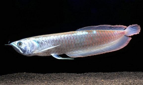 sribna-arovana-osteoglossum-bicirrhosum