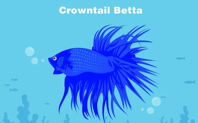 siamskyj-pivnyk-koronohvostyj-betta-splendens-crowntail