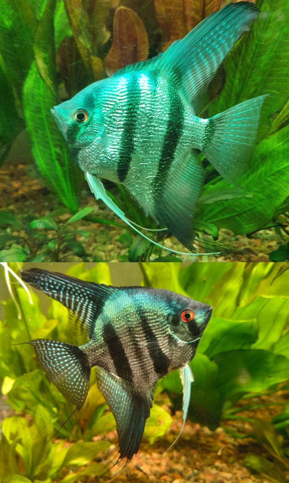 skalyariya-semysmugova-pinoj-pterophyllum-scalare-pinoy-var