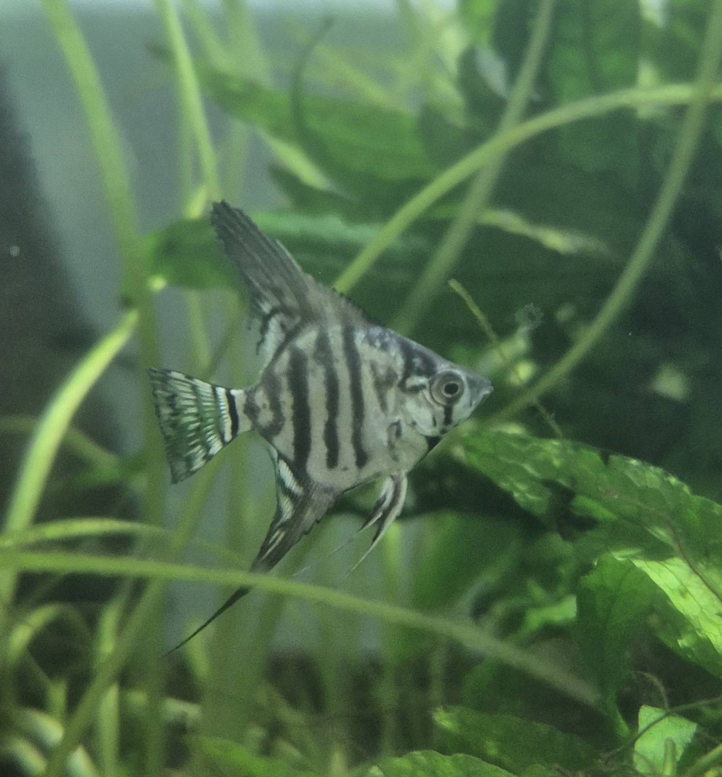 skalyariya-semysmugova-pinoj-pterophyllum-scalare-pinoy-var