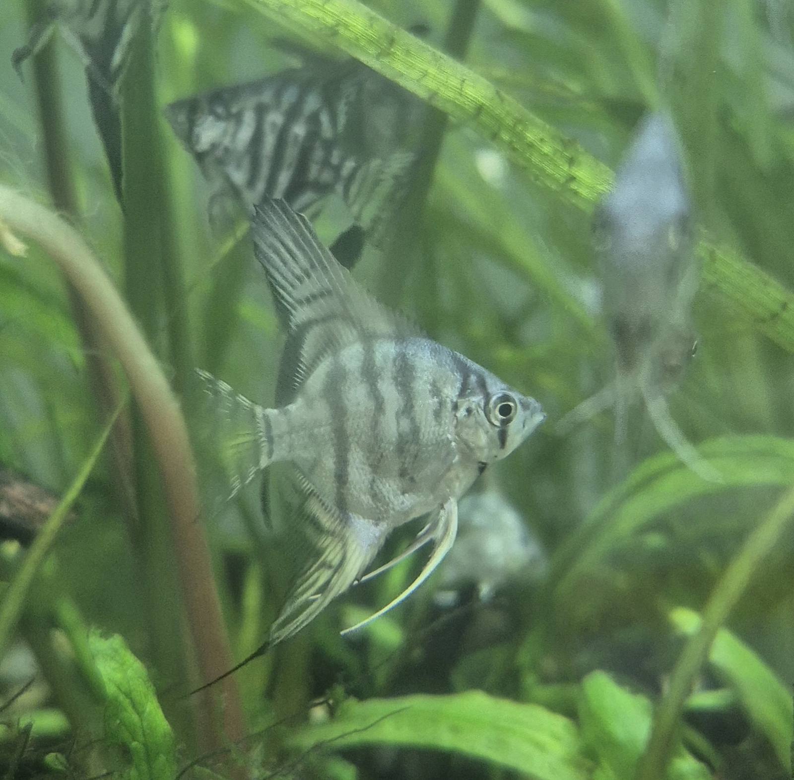 skalyariya-semysmugova-pinoj-pterophyllum-scalare-pinoy-var