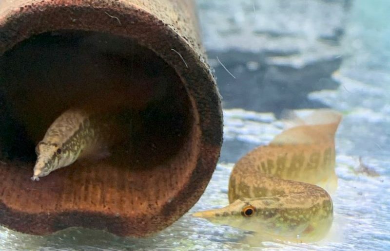 mastaczembelus-zmiyina-shkira-mastacembelus-circumcinctus