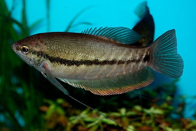 gurami-zmiyepodibnyj-trichopodus-pectoralis