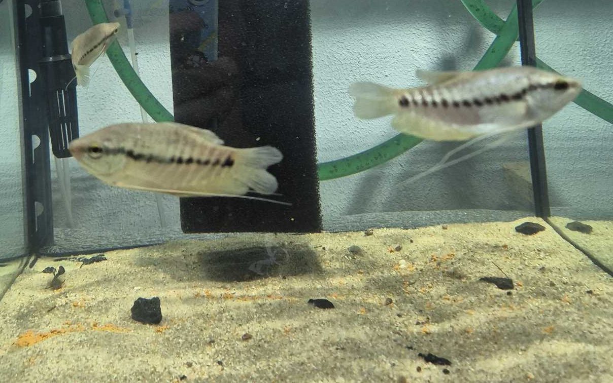 gurami-zmiyepodibnyj-trichopodus-pectoralis