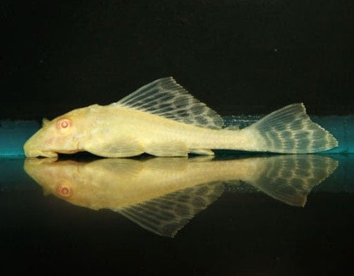 pterigopliht-parchovyj-som-albinos-pterygoplichthys-gibbiceps-var-albino