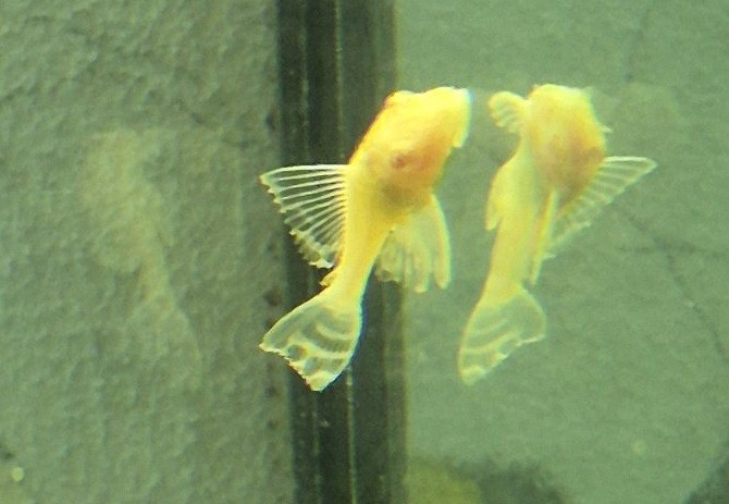 pterigopliht-parchovyj-som-albinos-pterygoplichthys-gibbiceps-var-albino