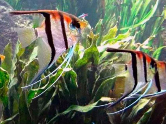 skalyariya-manakapura-pterophyllum-manakapuru