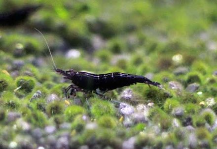 krevetka-neokardyna-chorna-neocaridina-heteropoda-var-black