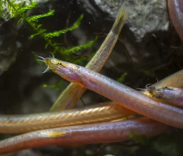 akantoftalmus-zolotyj-pangio-doriae