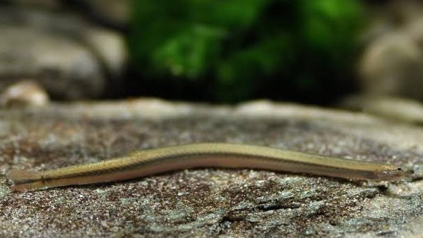 akantoftalmus-zolotyj-pangio-doriae