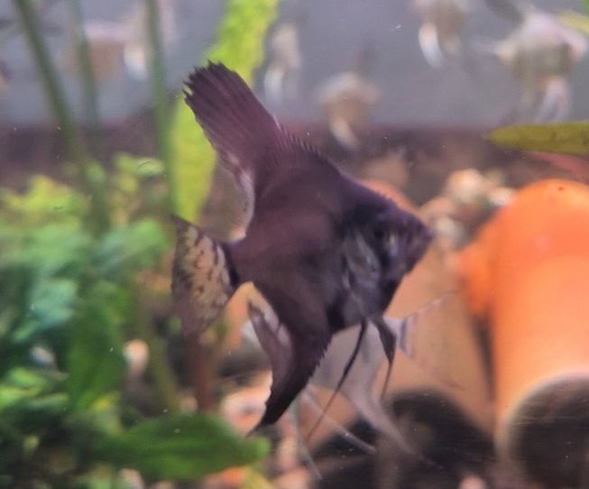 skalyariya-blu-host-pinoj-pterophyllum-scalare-blue-pinoy